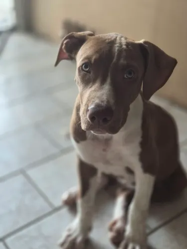 Pit bulls
