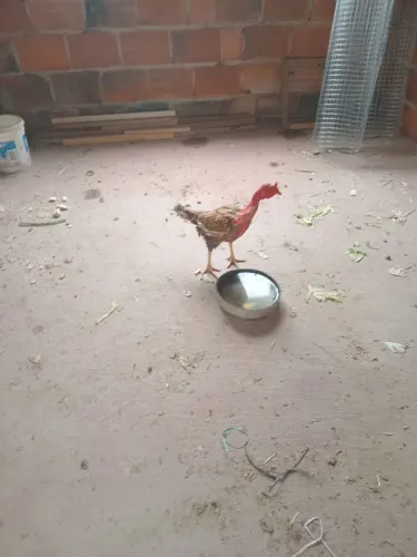 2 galinha polaca Índia pura disponível