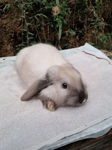 Coelho Mini lop Uruguai