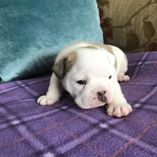 Bulldog Inglês,Bulldog Inglês Filhote Vacinado e Vermifugado