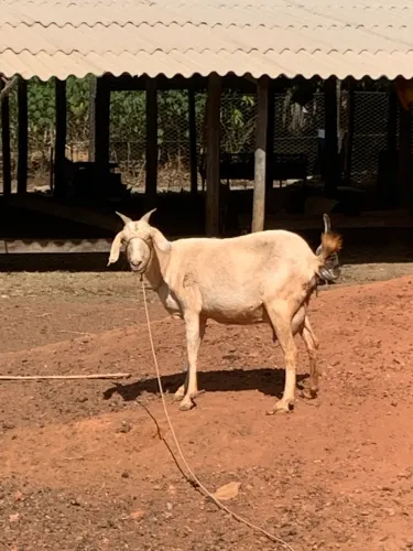 Cabras