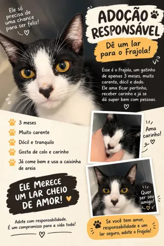 Gato Frajola