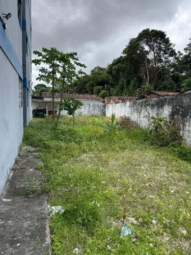 Limpeza de mato ( roçagem)
