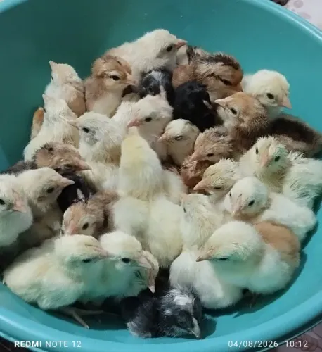 Pintinhos caipira