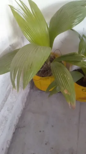 Palmeira Leque ( faço entrega )