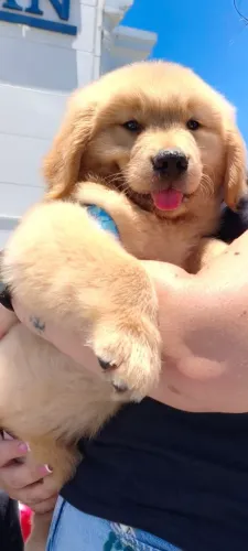 Os mais lindos Goldens Retrievers