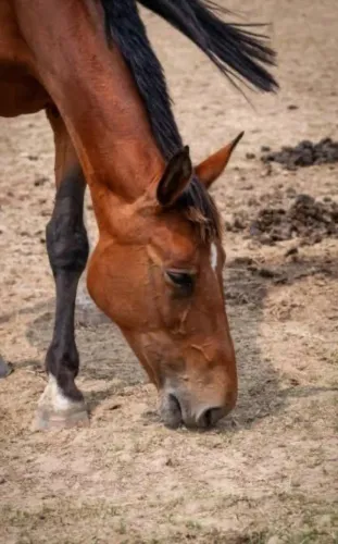 Cavalo