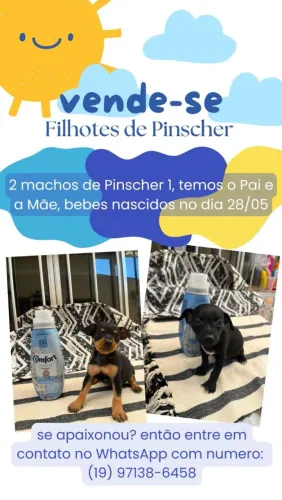 Vendo filhote de pinscher n°1