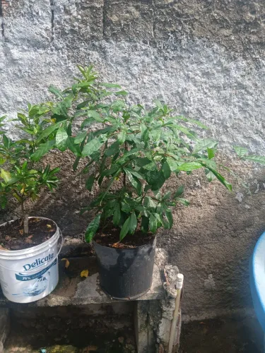 Fruta dos milagres 
