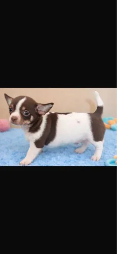 Chihuahua com 70 dias vacinado e vermifugado
