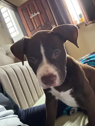 Filhote Pitbull