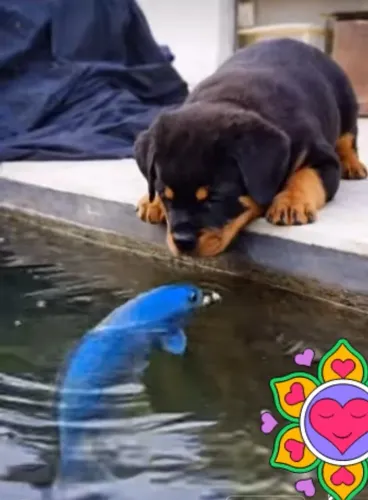 ROTTWEILER CABEÇA DE TOURO 