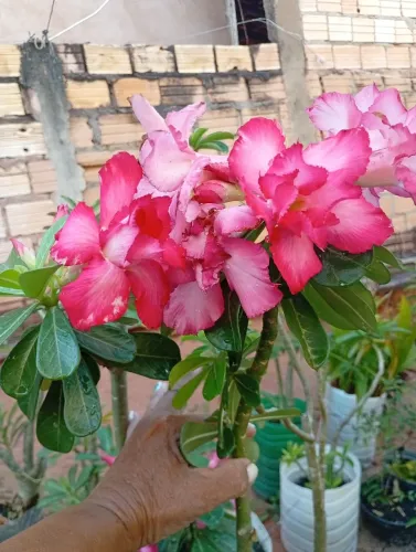Rosa do deserto