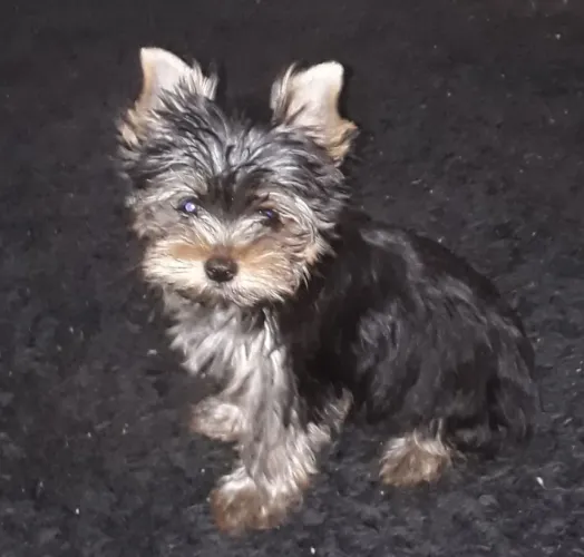 Yorkshire Terrier macho