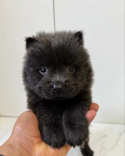 Filhotes de chow chow