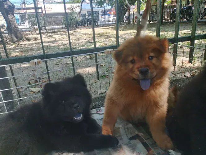 Chow Chow ?