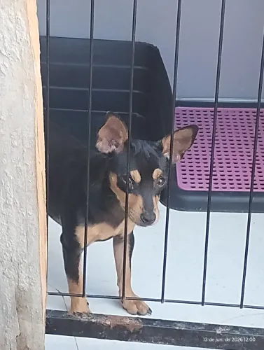 Pinscher fêmea 