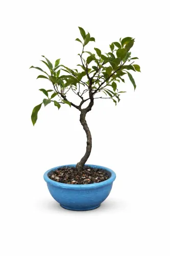 Bonsai Ficus Microcarpa