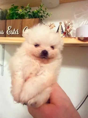 Lulu da Pomerania