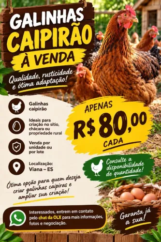 Galinhas Caipirão à Venda - R$ 80 Cada | Viana-ES