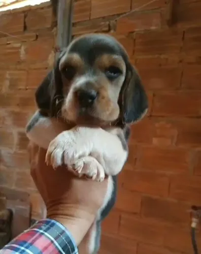 Beagle à venda filhote