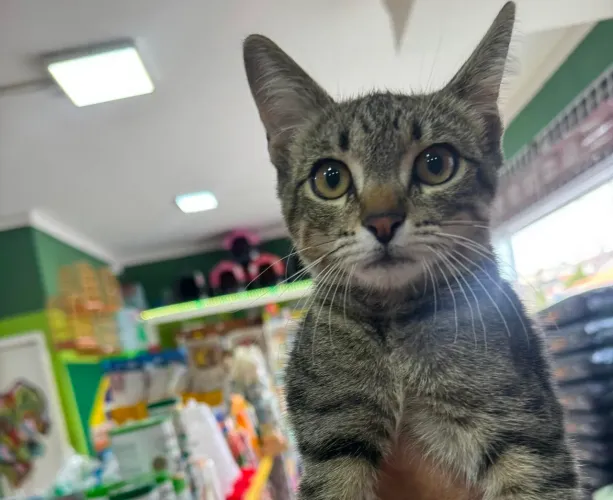 Gata fêmea para doação 