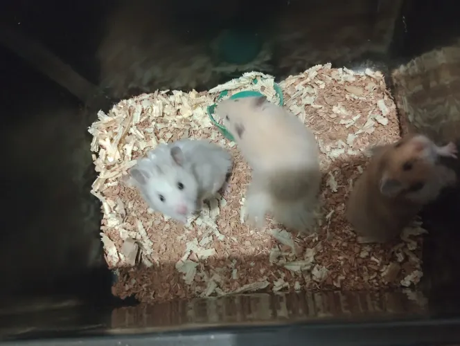Hamster 
