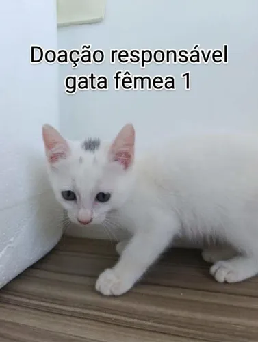 Doação Gatinhos Brancos