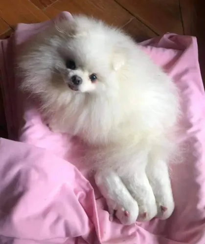 Spitz alemão Fêmea adulta Lulu da Pomerânia