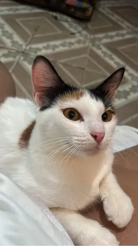 DOANÇÃO DE GATA