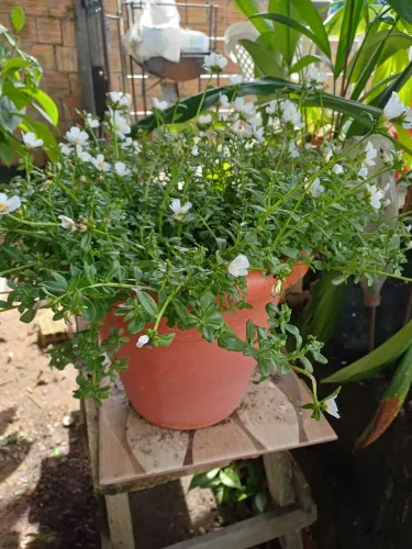 Plantas Vaso de Onze Horas 