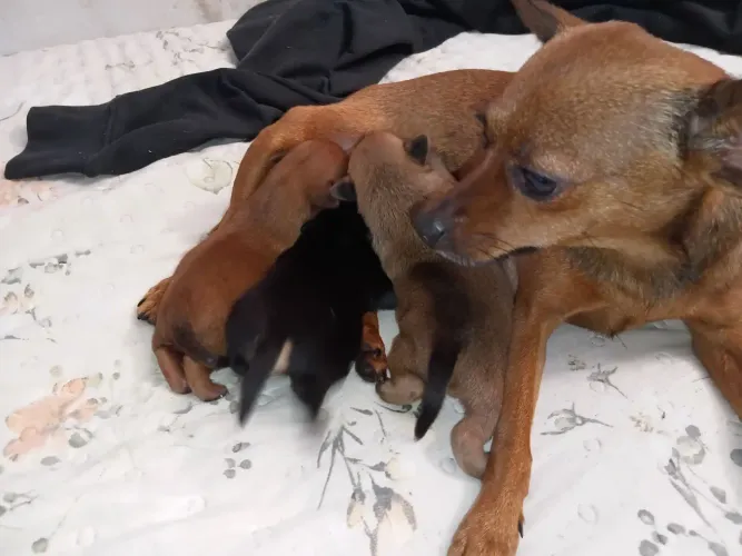 Vendo filhotes de pinscher 01