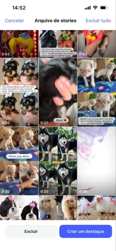 Casal pug albino
