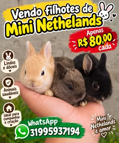 Mini coelho nethelands
