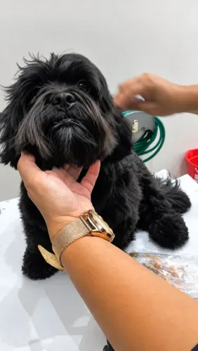 Tosa pet ?
