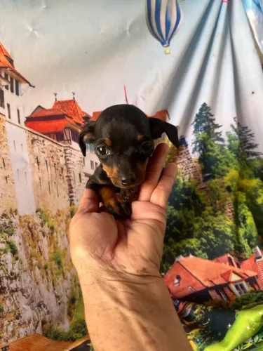 Filhote Pinscher 0
