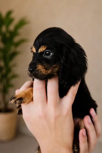 Filhotes de Cocker Spaniel Inglês 