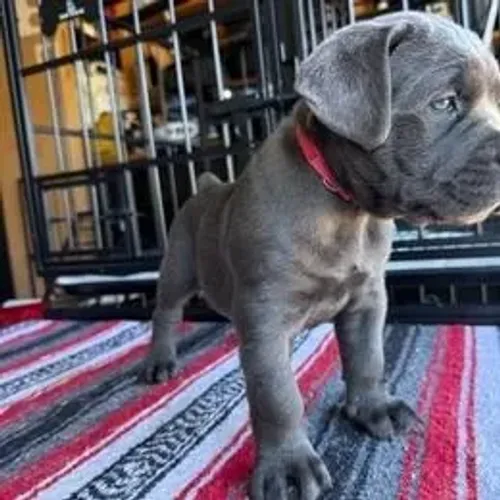 Cane Corso,Cane Corso Filhote Pronto Para Novo Lar