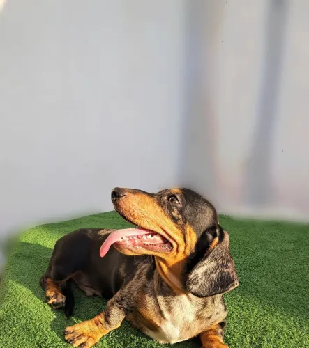 Dachshund Alerquim Macho Salsicha Ficará Desse Tamanho 