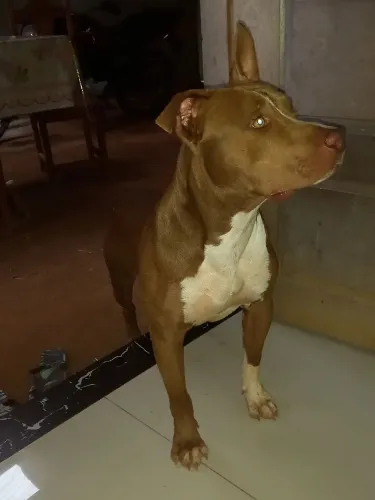 Filhote de pitbull 11 meses já entrando em fase adulta