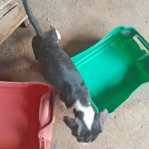 Cachorro americano ( filhote fêmea)