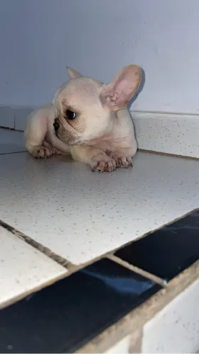 Bulldog francês 