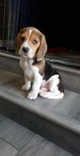 Filhotes de Beagle | Companhia para todos os dias.