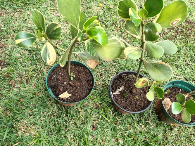 Clusia  Variegata e tradicional 