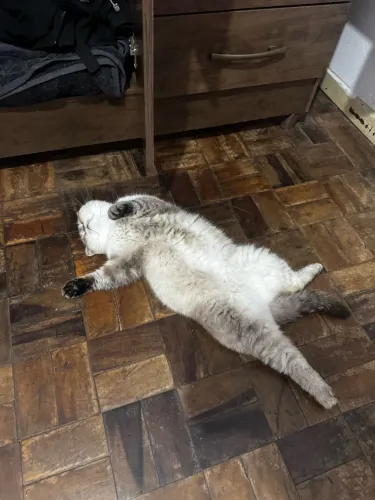 gata persa pelo curto