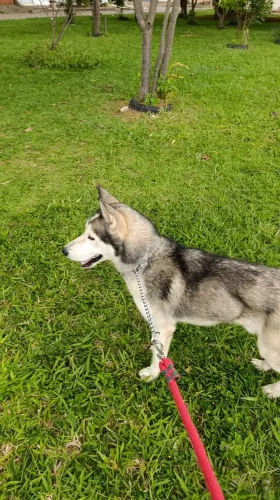 Cachorro Husky Siberiano