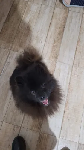 Lulu da pomerania