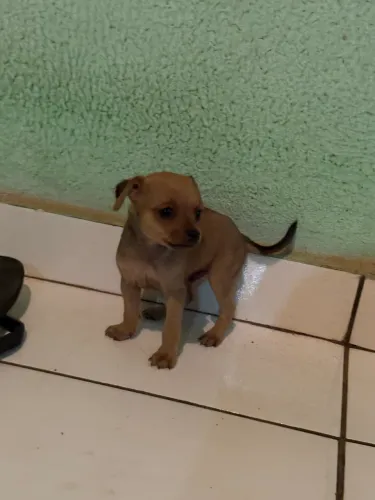 Vende pinscher macho