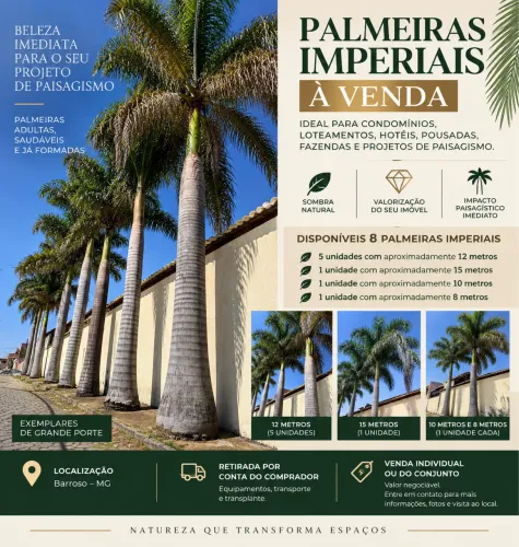 Palmeiras Imperiais Adultas à Venda - Região de Tiradentes / São João del-Rei