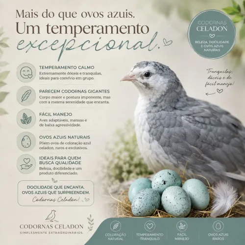 Ovos celadon